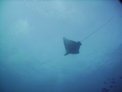 spotted eagle ray in roatan. dc500 by Gregory Roberts 